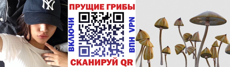 купить  сайты  Зерноград  Галлюциногенные грибы Magic Shrooms 